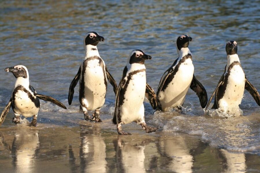 Cape Agulhas Full Day Tour | The Southernmost Tip of Africa
