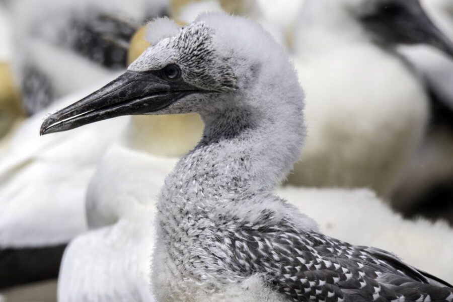 Cape Kidnappers Gannet Colony Private Tour