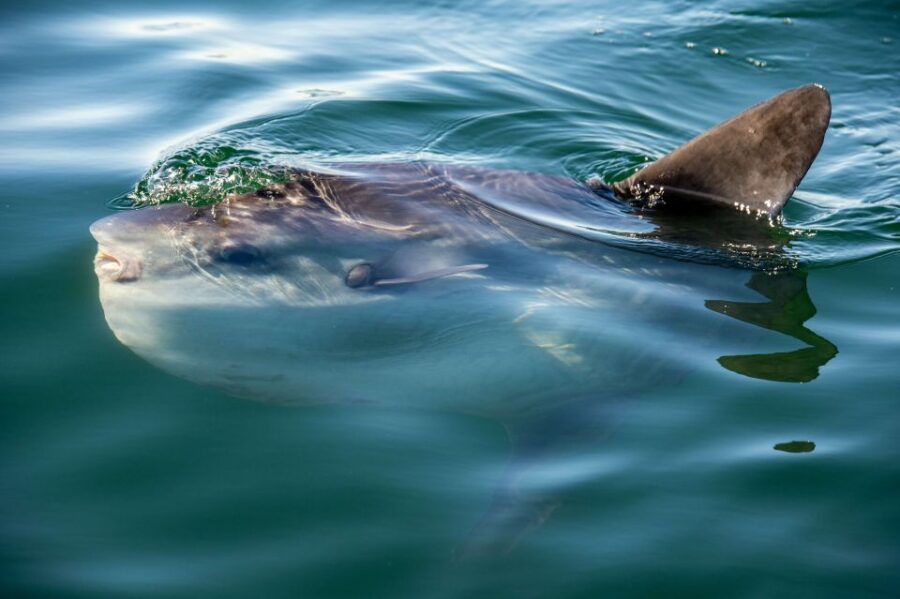 Cape Town: Marine Wildlife Cruise and City Tour - Overview of the Tour
