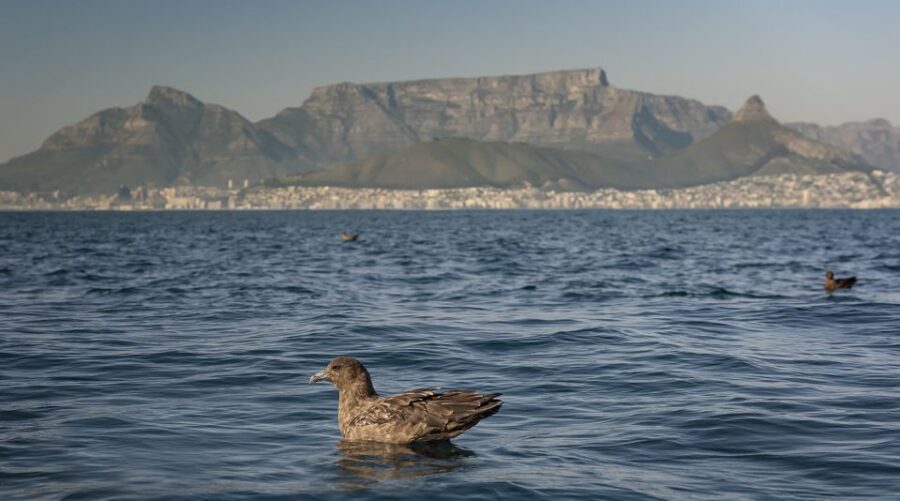 Cape Town: Marine Wildlife Tour From the V&A Waterfront - Highlights of the Experience