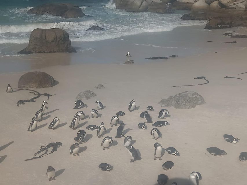 Cape Town: Penguins & Cape of Good Hope Half-Day Tour