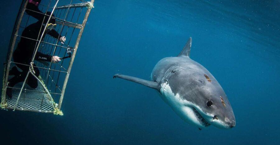 Cape Town: Shark Cage Diving With Food and Drinks - Exploring Shark-Filled Waters