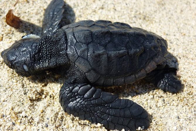 Caretta - Caretta Turtle Trip (Boat Trip) - Meeting Points and Transportation