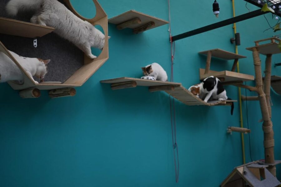 Cat Cafe Athens - Unique Café Experience