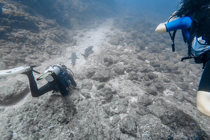 Catalina Island Diving Tour From Tamarindo - Certified Only