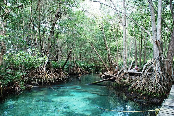 Celestun Beach and Mangrove Boat Ride From Merida
