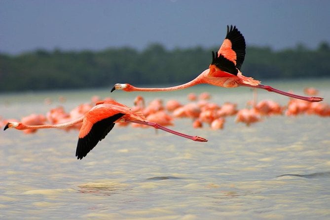 Celestun Biosphere Reserve Tour From Merida - Tour Overview and Highlights