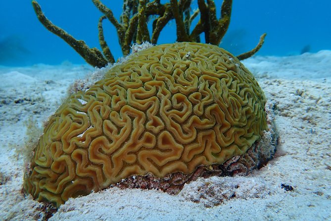 8 Best Guided Tours In St Thomas