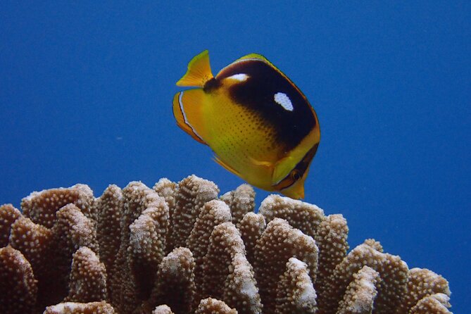 Certified Shore Dive in Kaanapali