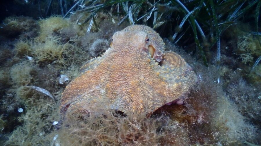 4 Best Scuba Diving Experiences In Halkidiki