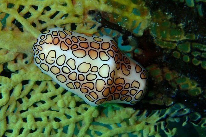 Champagne Reef Snorkeling Tour at Champagne Beach in Dominica