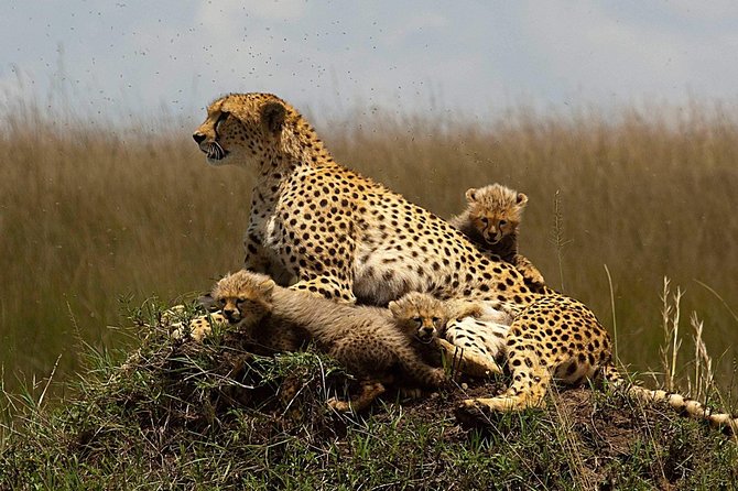 Cheetah Outreach and Award-Winning Winelands Full Day Tour