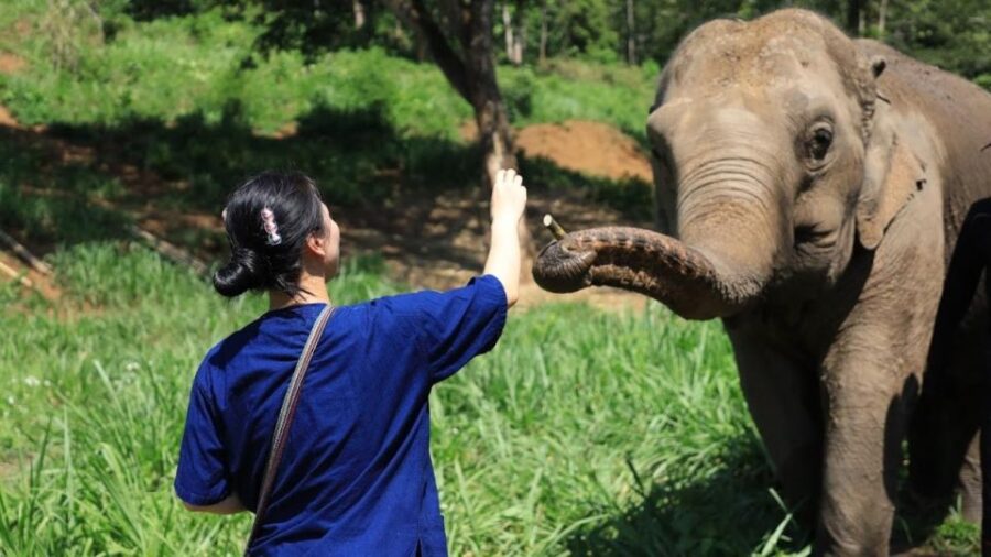 Chiang Mai: Elephant Sanctuary With Lunch Day Tours