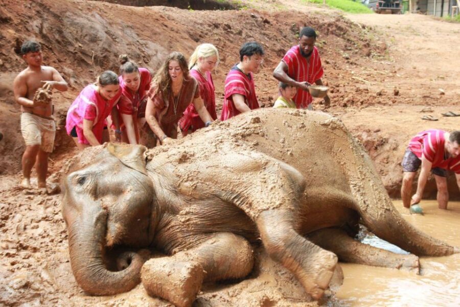 Chiang Mai: Full-Day Kerchor Elephant Eco Park Tour & Trek - Tour Overview and Pricing