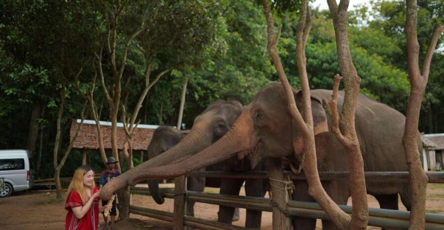 Chiang Mai: National Elephant Care, Rafting, & Ziplines Trip