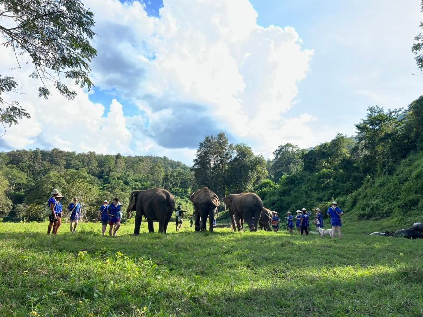 Chiang Mai: New Elephant Home Walking With Giants Tour - Tour Overview and Pricing