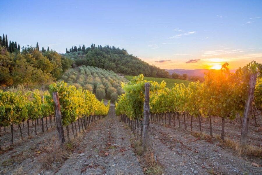 Chianti and San Giminiano Wine Tour - Private Experience