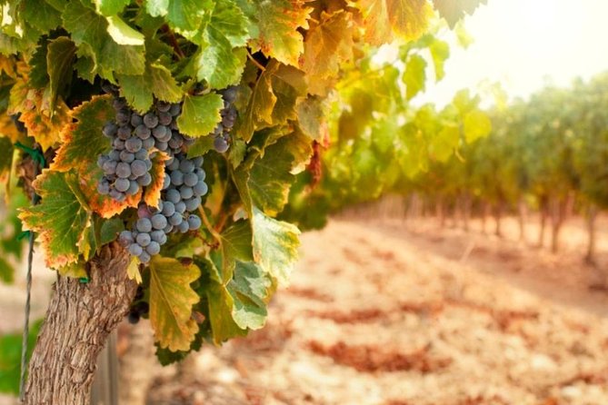 Chianti Half-Day Wine Tour in the Tuscan Hills Small Group From Lucca