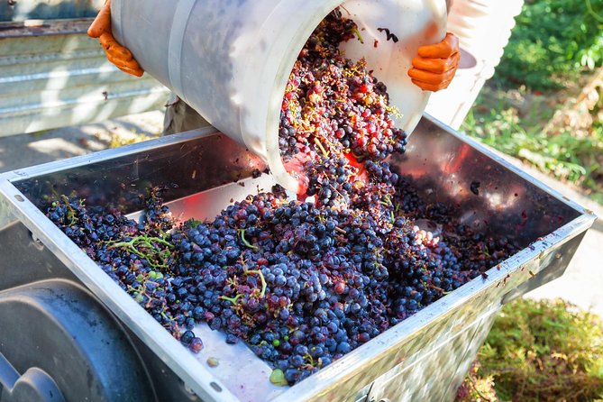 Chianti Half-Day Wine Tour in the Tuscans Hills From Pisa