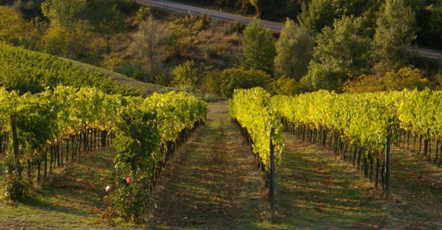 Chianti, Siena, S. Gimignano & Wine Tasting Private Tour