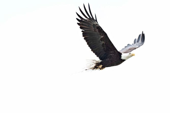 Chilkoot Wilderness and Wildlife Viewing - 6.5 Hrs From Skagway