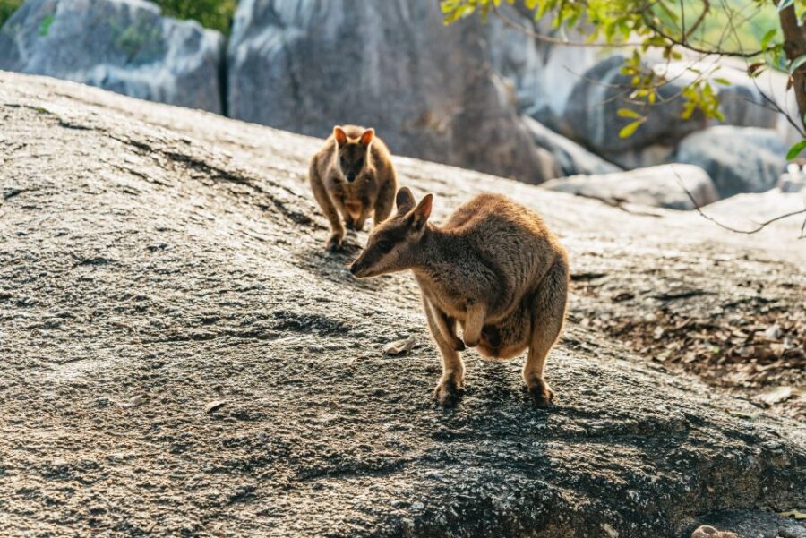 Chillagoe Caves and Outback From Cairns Full-Day Tour
