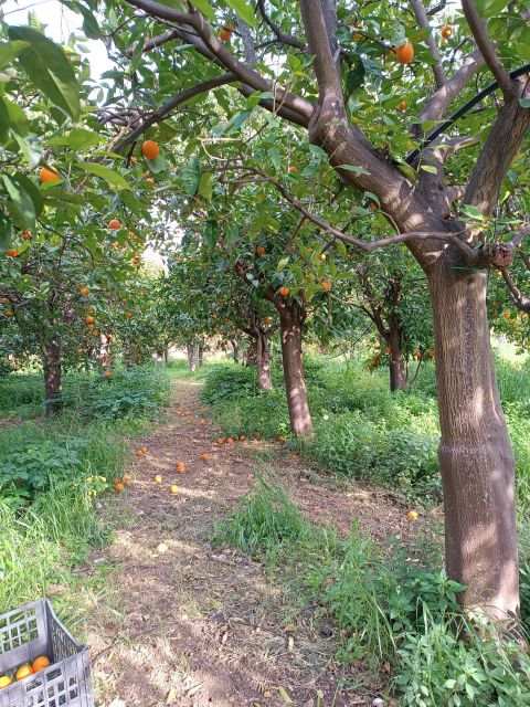 Chios: Orange Farm Trip & Tasting - Citrus Museum Visit - Trip Overview