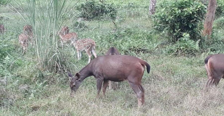 Chitwan Day Tour ( Canoeing+Jungle Walk+ Jeep Safari ) - Tour Overview