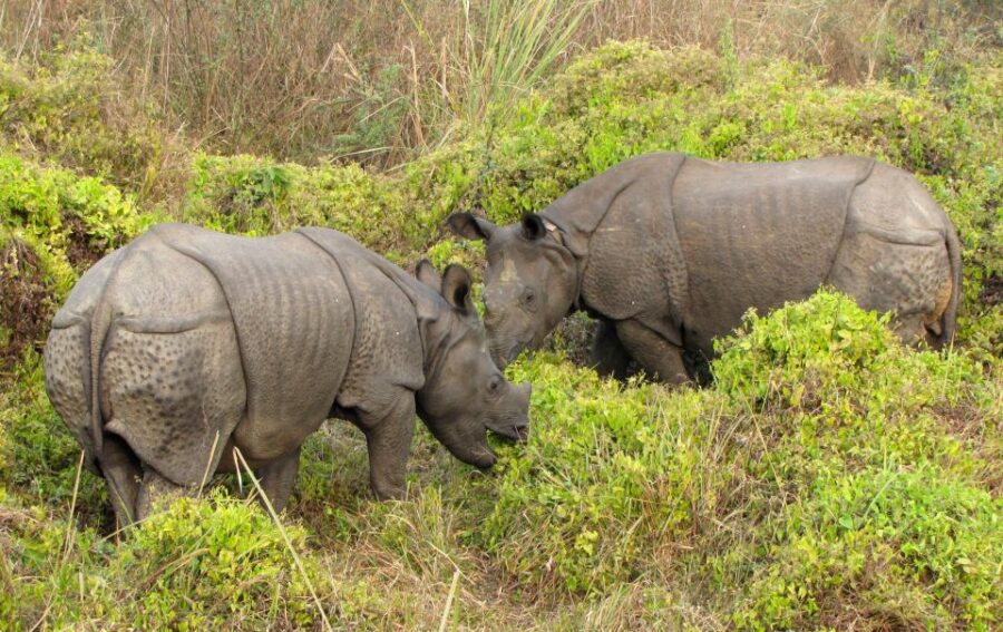 Chitwan Jungle Safari 3 Night 4 Days - Tour Overview