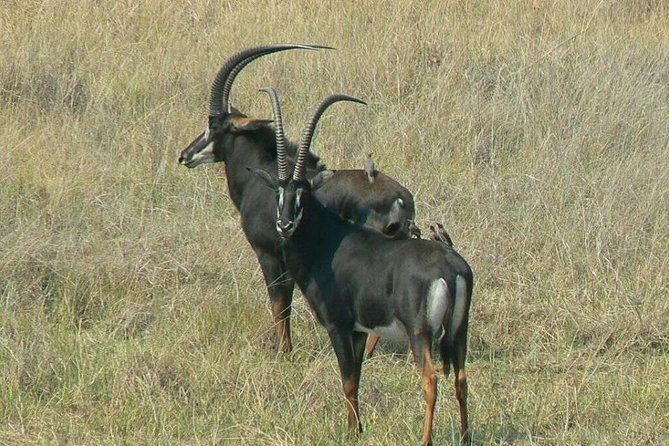 Chobe Day Trip -Botswana