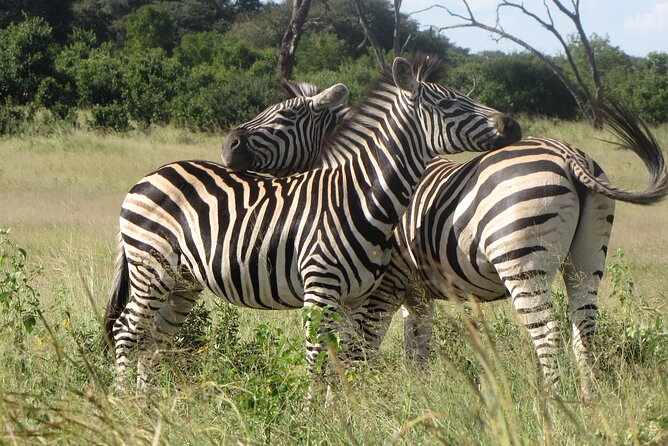 Chobe Extended Day Trip From Victoria Falls - Small Group - Inclusions