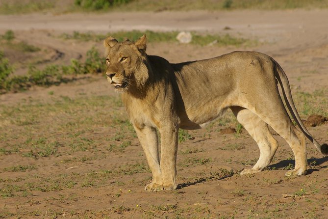Chobe National Park Full Day Safari (Botswana)