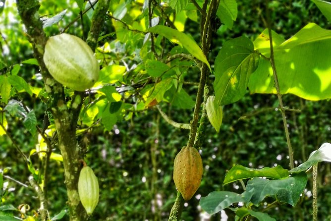 Chocolate Tour In Medellin: A Very Authentic Farm Experience - Exploring the Chocolate Lifecycle
