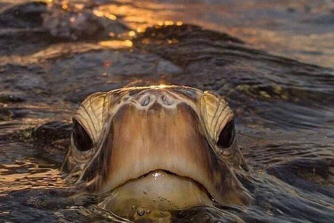 Circle Island Tours – Swim With Turtles,Private & Small Group Tours