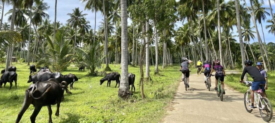 4 Best City Tours In Galle
