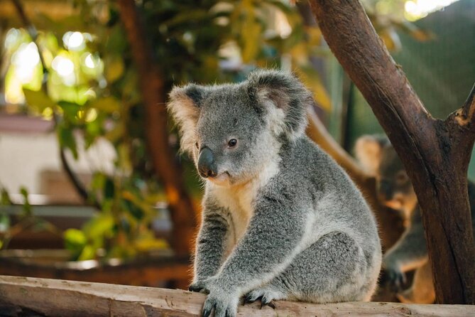 Cleland Wildlife Park Experience – From Adelaide Including Mt Lofty Summit