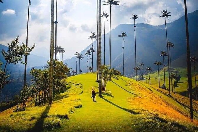 Cocora Valley, Salento and Coffee Farm Day Tour - Itinerary and Experience