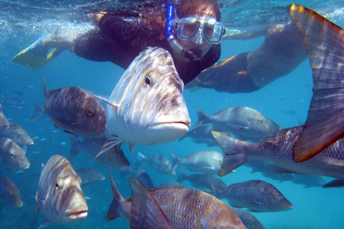 2 Best Snorkeling Experiences In Coral Bay