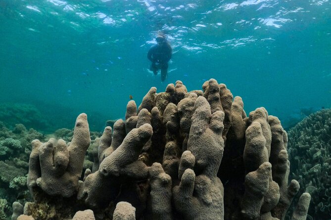 Coral By Kayak – Ningaloo Reef Half Day Kayak & Snorkel Tour
