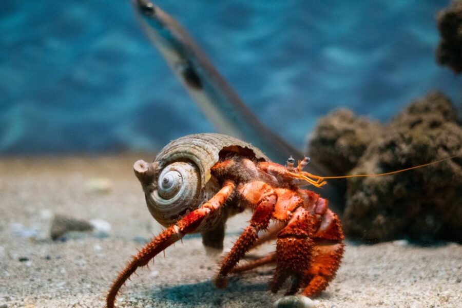 Corfu: Aquarium Entry Ticket With Guided Tour