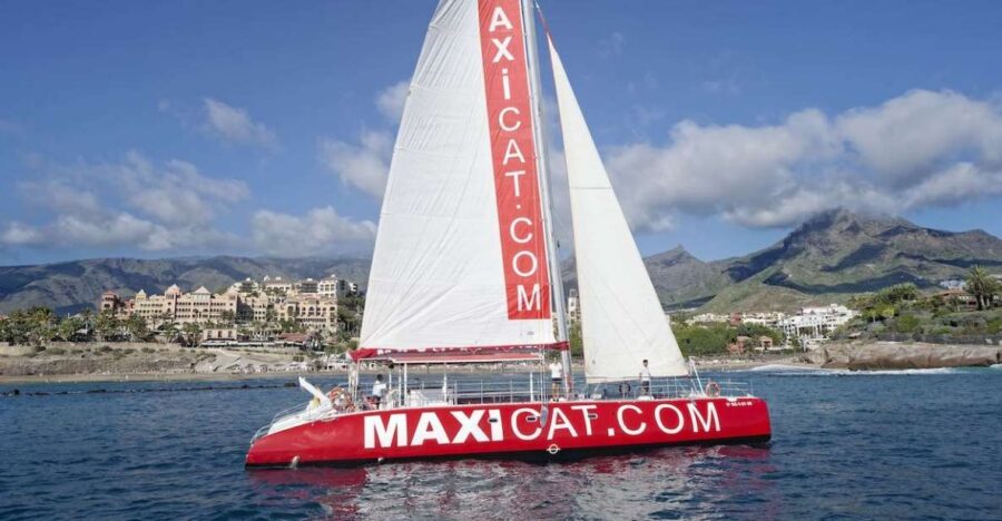Costa Adeje: Whale and Dolphin Cruise With Food and Pickup