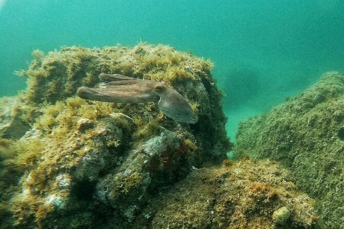 Costa Brava: Try Scuba Diving Tour, Food Experience and a Visit to Tossa De Mar