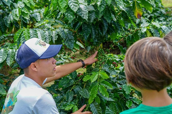 4 Best Coffee Tours And Tastings In La Fortuna