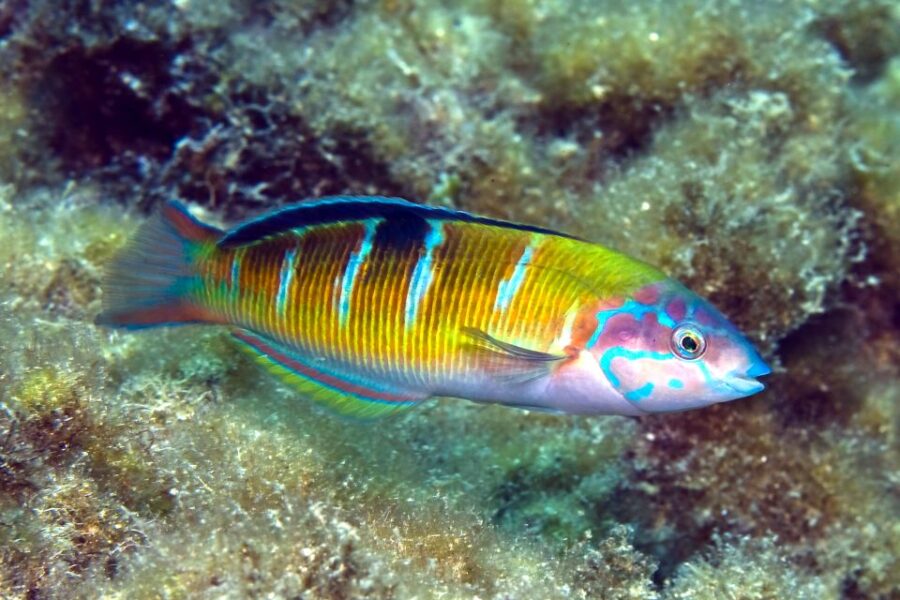 Costa Teguise: Snorkeling Tour With Instructor & Equipment - Tour Overview