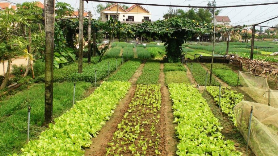 Countryside Bike Tour, Basket Boat and Cooking Class