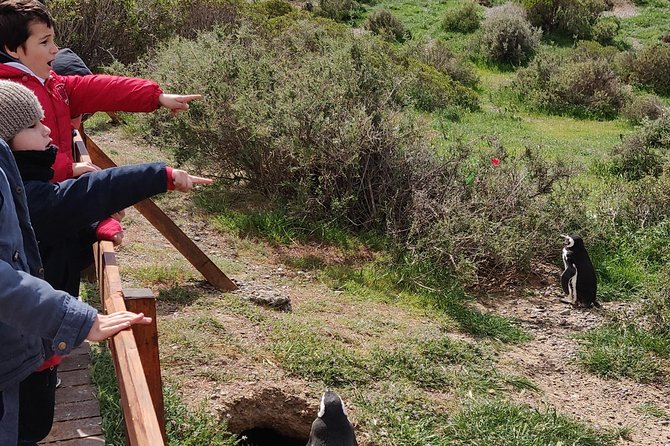 Cruise Shore Excursion Punta Tombo – Tickets Included – Puerto Madryn Patagonia