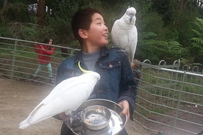 Custom Private Day Tour Melbourne to All Surrounding Areas for up to 11 People - Tour Overview