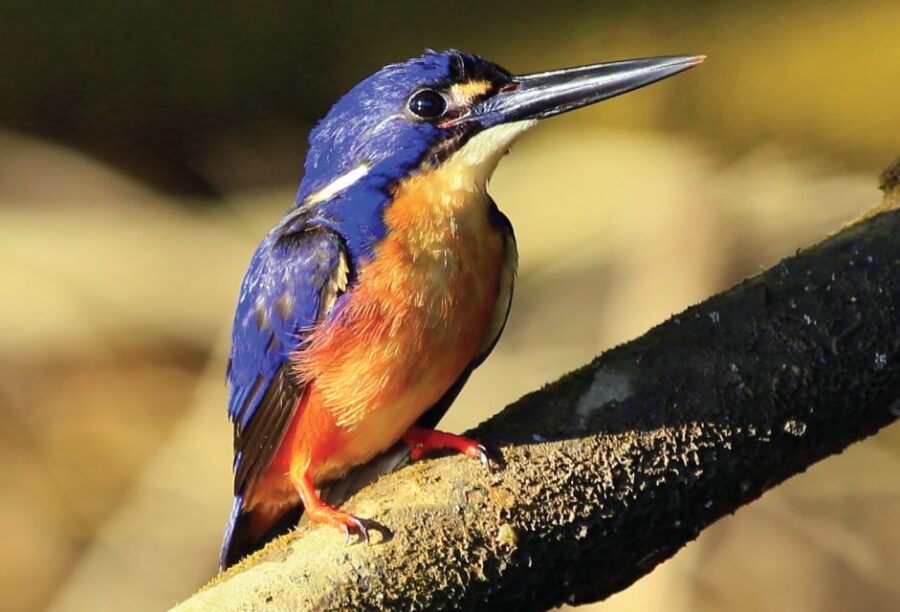 Daintree Rainforest: Crocodile & Wildlife River Cruises