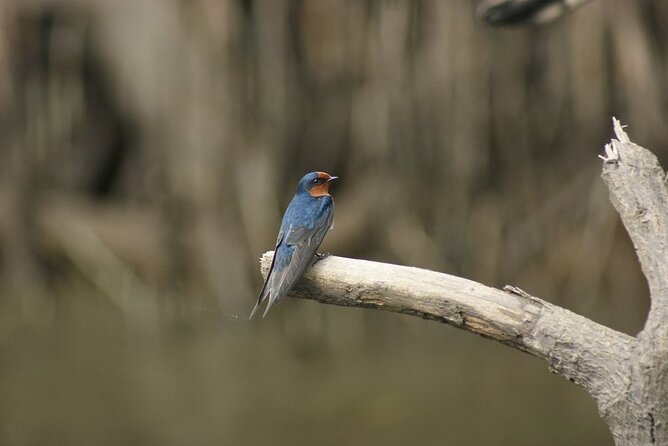 Daintree River Cruise