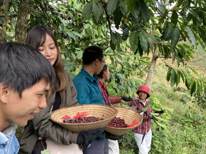 Dalat Organic Farm, Discover How to Make Specialty Coffee - Overview of the Coffee Farm Tour